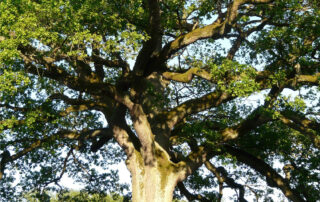 albero monumentale