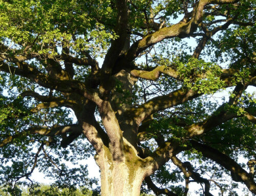 Gli alberi monumentali di Bologna