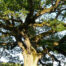 albero monumentale