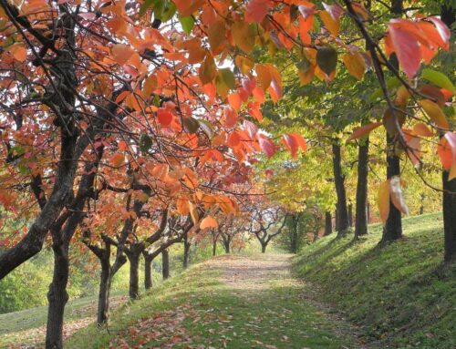 Itinerari autunnali per scoprire Bologna