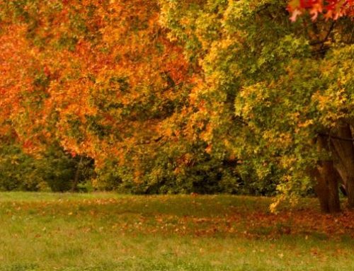 Bologna in autunno: itinerari tra foliage e sapori